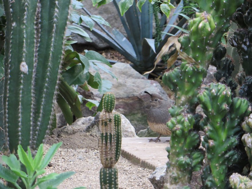 Eine Kalifornische Schopfwachtel (Callicepla california) im Kakteenhaus